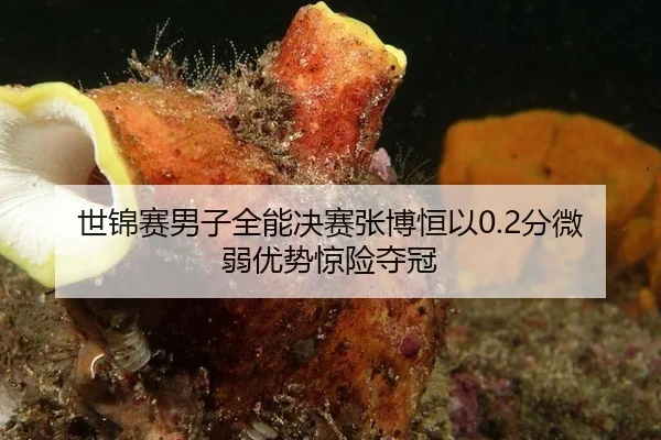 世锦赛男子全能决赛张博恒以0.2分微弱优势惊险夺冠